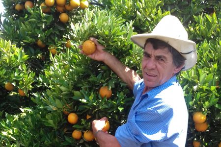 Colheita da laranja valência supera expectativas em Charrua