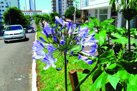 Rua Carlos Kehlers é referência em beleza dos canteiros centrais