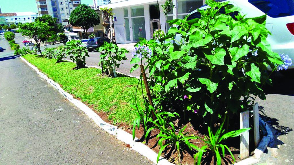 Página 10 - Sem Rodeios - flores, plantas e árvores - Fotos Carla Emanuele_files