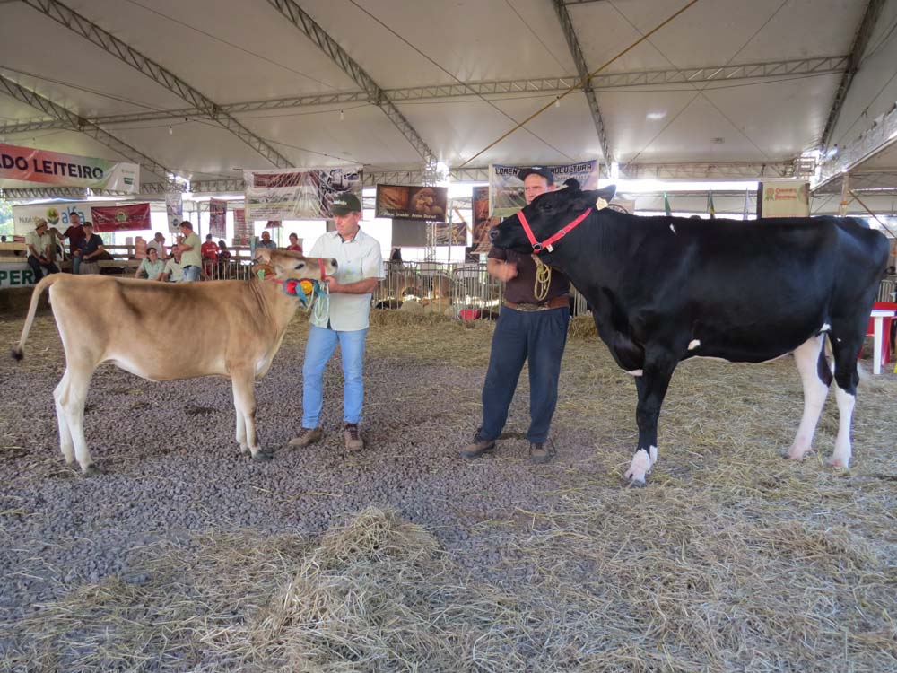 Animais de Paulo Bento e Erechim conquistam título de Grande Campeã na Fenagro