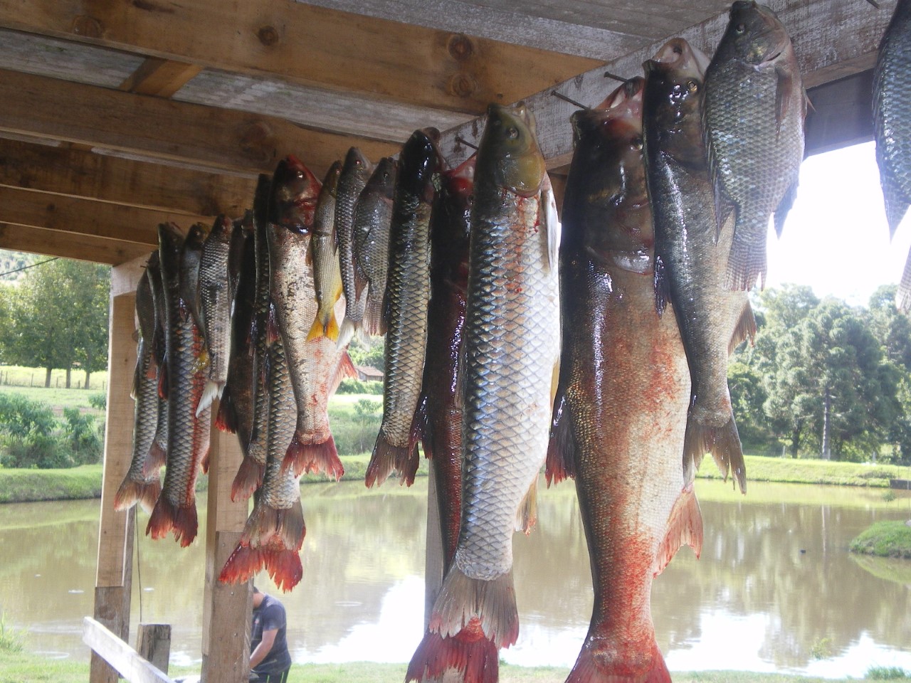 Alto Uruguai deve comercializar 240 mil quilos de pescado