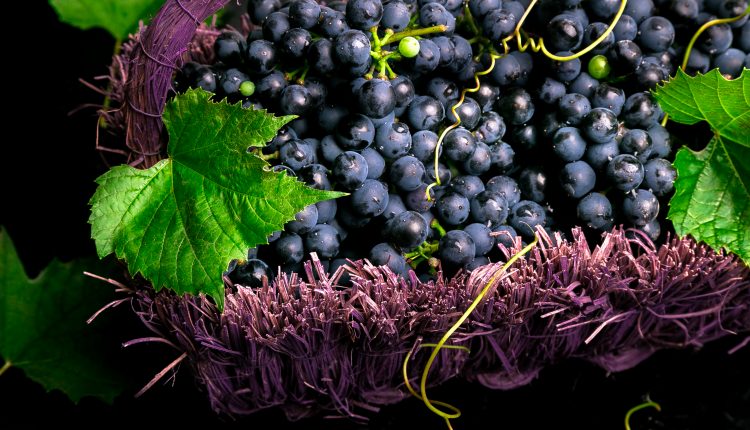 Red wine grapes in voiolet basket on bllack background.