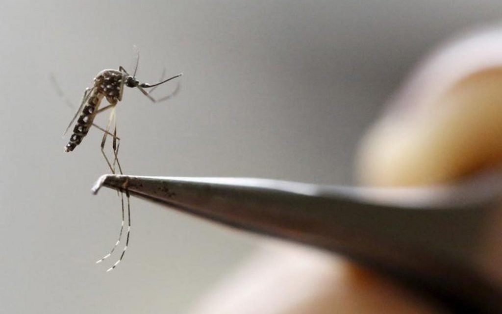 Gesundheitsministerium gibt Warnung vor Dengue-Fieber-Exazerbation in Rio Grande do Sul heraus – Jornal Boa Vista und Rádio Cultura 105.9 Fm