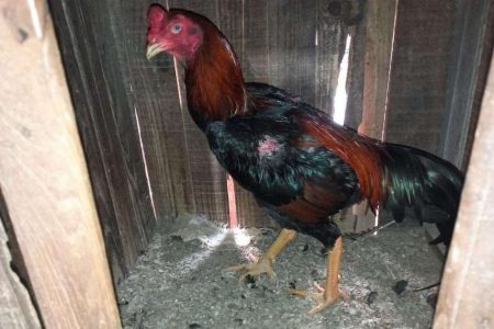Brigada Militar flagra local usado para rinha de galos em Nonoai