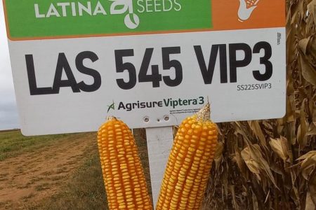 Preço do milho volta subir e amina produtores