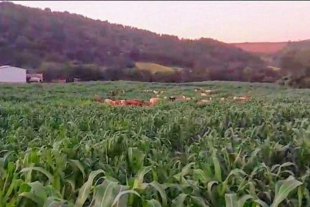 Sorgo gigante, um coringa dentro da propriedade