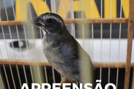 BM flagra 24 pássaros silvestres mantidos em cativeiro em Erechim e Passo Fundo