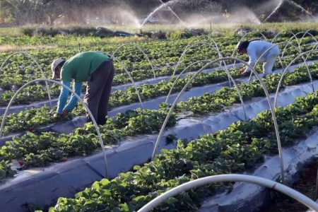 Estado encaminha suplementação de R$ 6,5 milhões para o Projeto de Jovens da Agricultura Familiar