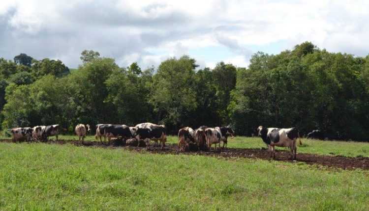thumbnail_vacas leiteiras da propriedade